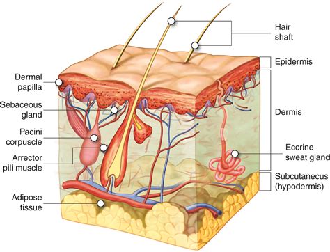hair  nails anatomy  physiology