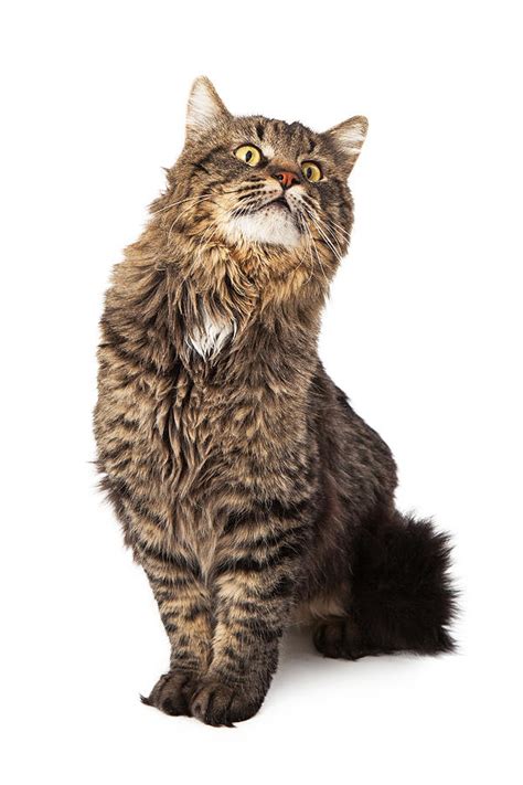 long haired tabby cat sitting looking up photograph by good focused