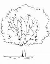 Tree Trunk Coloring Getdrawings Bare Pages sketch template