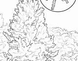 Tree Coloring Pages Almond Getcolorings Pecan sketch template