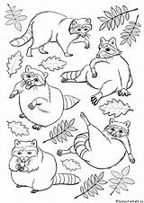 Raccoons sketch template