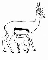 Antilope Animaux Antilopes Antelope Coloriages sketch template