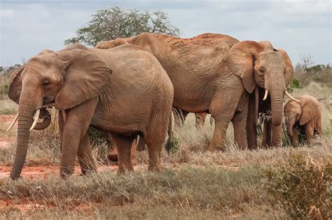 elefanten in kenia foto and bild tiere wildlife wildlife