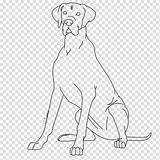 Dane Redbone Coonhound Hound Basset Dobermann Breed Hiclipart sketch template