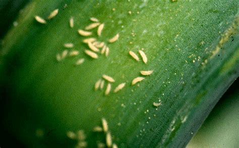 trips bestrijden snel en effectief van de trips op je planten af met aaltjes