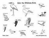 Birds sketch template