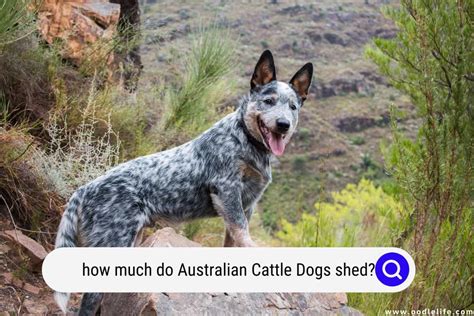 australian cattle dogs shed oodle life
