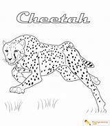 Cheetah sketch template