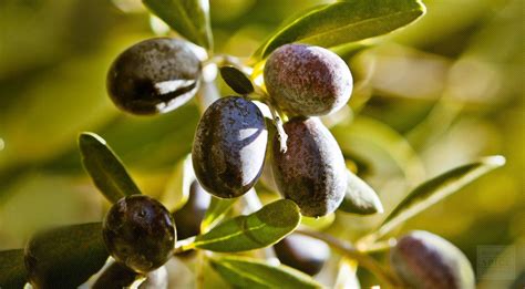 monterey bay spice  organic olive leaf