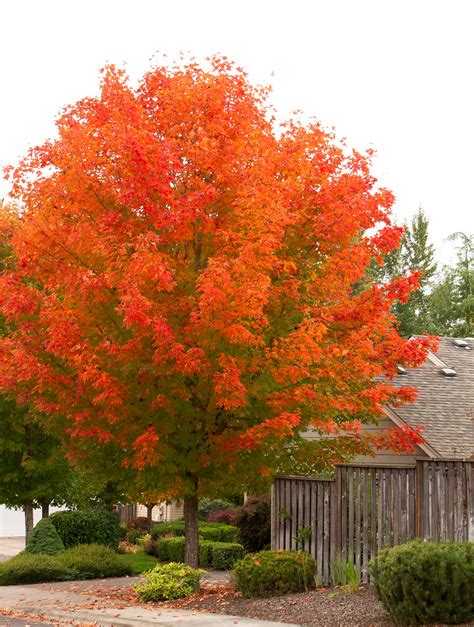 october glory maple tree   brightest maple  warm climates