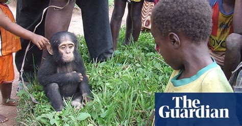 In Pictures Orphaned Chimpanzees In The Democratic Republic Of The