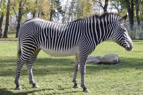 grevys zebra beautiful animal  wildlife