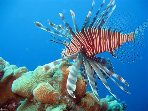 coral reef fish