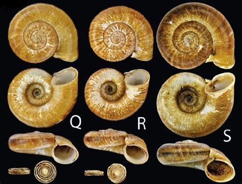 Sciency Thoughts Two New Species Of Cyclophoroid Land Snails From
