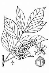Poison Sumac Ivy Outline Leaf Plants Drawing Oak Information Plant Berries Tree Oblong Lighter Surface Lower Toothed sketch template