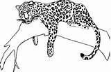 Jaguar Drawing Coloring Animal Pages Draw Easy Color Realistic Tree Sketch Printable Drawings Colorful Drawingskill Cartoon Sleeping Getdrawings Pencil Designlooter sketch template