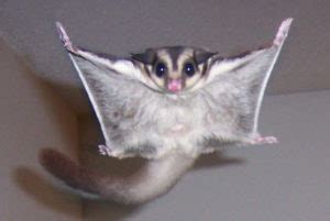 sugar gliders  controversial pets geozooorg