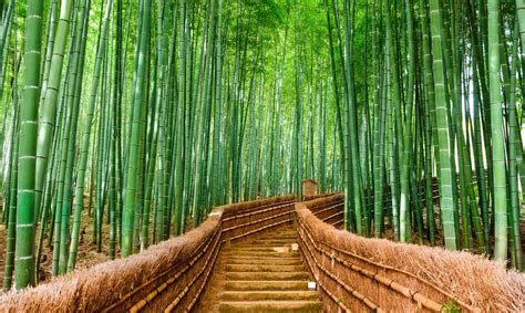 pictures  honshu bamboo travel