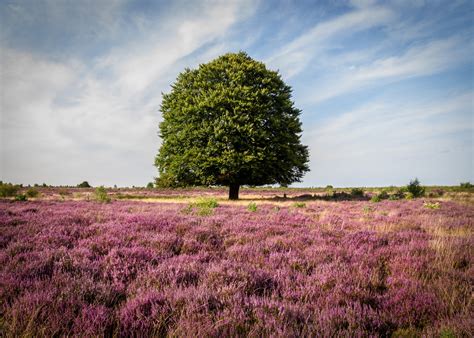 heide landschap fotograferen hoe doe je dat nldazuu fotografeert blauwe uur fotografie van