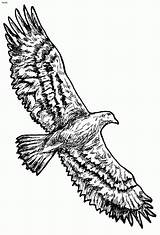Eagles Aigle Flying Bald Tailed Wedge Dessins sketch template
