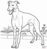 Greyhound Coloring Italian Pages Drawing Line Dog Hound Printable Color Supercoloring Grey Colouring Drawings Kids Book Adult Animal Es Doberman sketch template