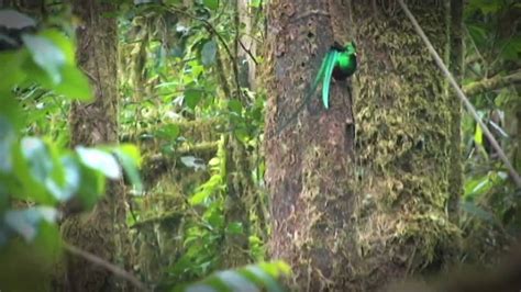 El Bosque De Niebla La Casa Del PavÓn Youtube