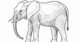Gajah Sketsa sketch template