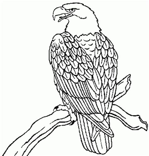 bald eagle coloring page coloringcom