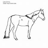 Spanish Barb Horse Coloring Pages Index Kids Own Color sketch template