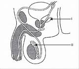 Reproductive Labelled Labeled Unlabeled Biology Unlabelled Structures Proprofs Ib sketch template