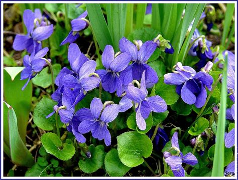 la violette en fleur entre bretagne  roussillon