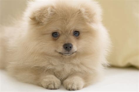 pomeranian dog pictures photograph pomeranian puppy pictures