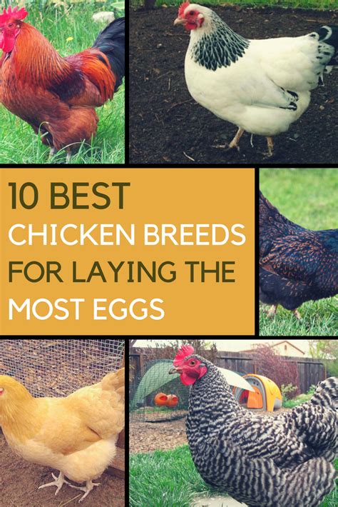 10 Breeds Of Chicken That Will Lay Tons Of Eggs For You