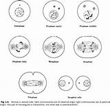 Mitosis Worksheet Meiosis Phases Biology Stages Reproduce Artsedge Yeast Sketchite sketch template