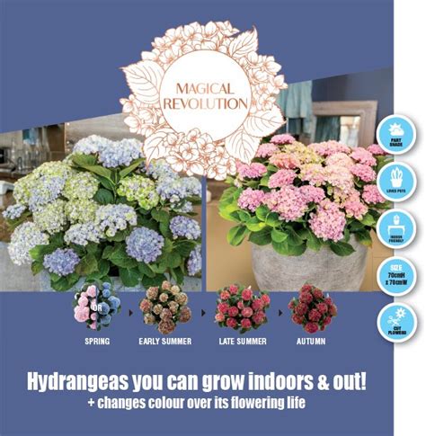 grow hydrangea   garden magazine