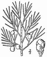 Ginepro Juniperus Juniper Disegno Creeping Horizontalis Cupressaceae sketch template
