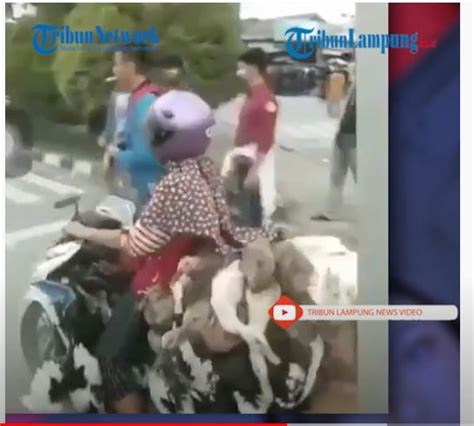 Video Viral Ibu Bawa Puluhan Bebek Terobos Demo Polisi