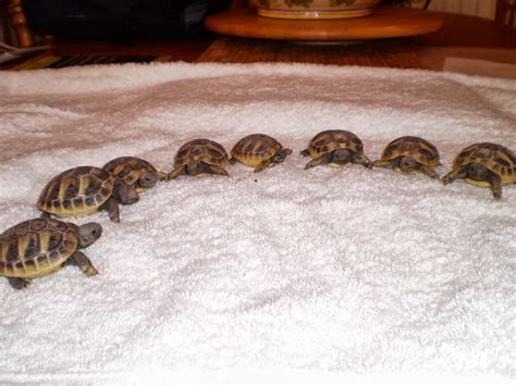rules   jungle  care   baby tortoise