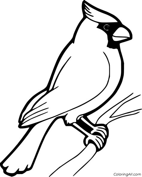 printable cardinal coloring pages  vector format easy