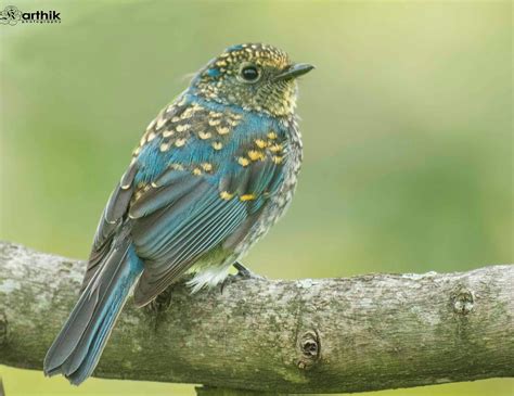 nilgiris blue flycatcherjuvenile colorful birds rare birds