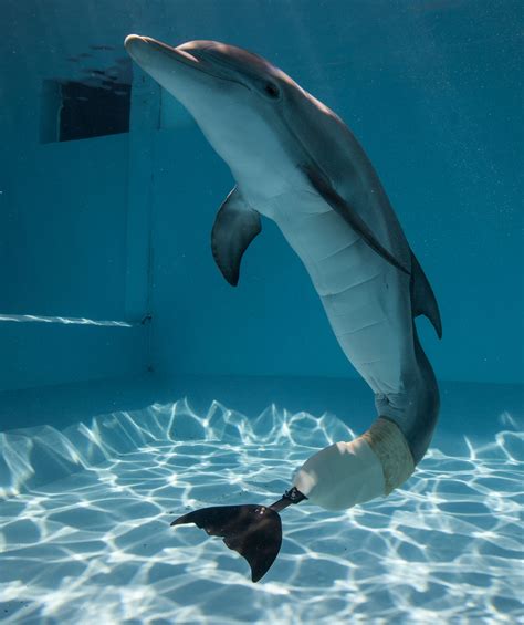 die delfin retter von florda reisekompass
