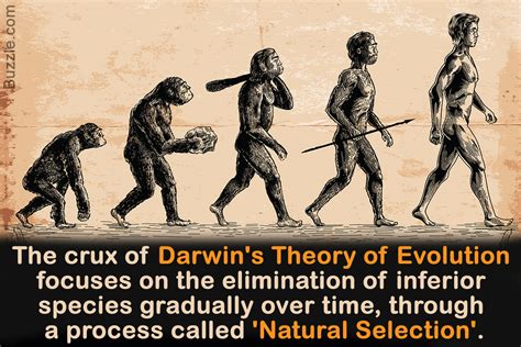 charles darwin  introduction   theory  evolution biology wise
