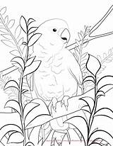 Coloring Cockatoo Pages Budgie Conure Sun Goffin Drawing Color Print Getdrawings Printable Popular Designlooter Getcolorings sketch template