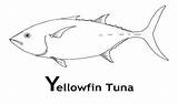 Tuna Coloring Fish Pages Colouring Sheets Adult Sketchite sketch template