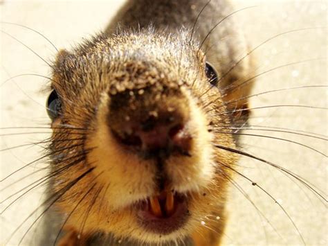 squirrel teeth  stop growing gnawing  squirrels teeth
