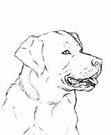 Labrador Coloring Lab Retriever Pages Dog Drawing Line Yellow Printable Puppies Deviantart Color Getdrawings Getcolorings Print sketch template