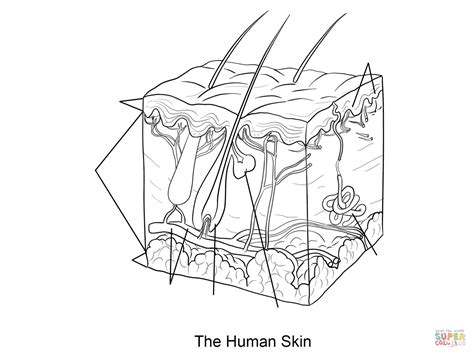 human skin coloring page  printable coloring pages