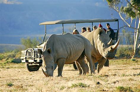 cape town day safari options cape town day tours and trips explore