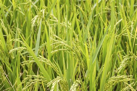 grow   rice tips  planting rice