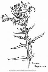 Primrose Coloring Evening Flower Stem Blooms Leaves Description sketch template